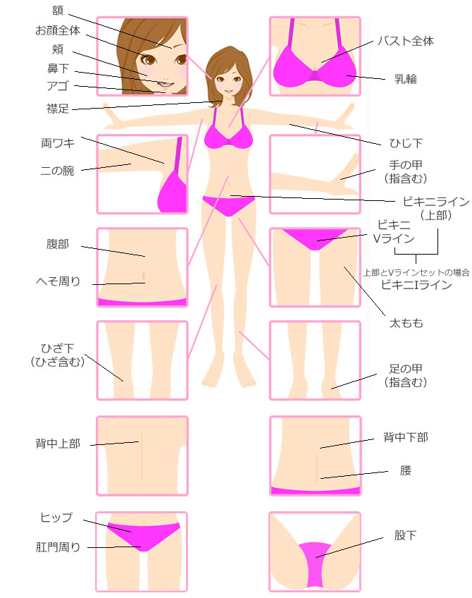 痛くない脱毛＋美肌効果で様々な部位も快適脱毛の部位別解説図