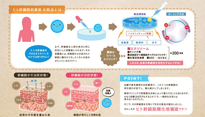 ヒト幹細胞培養液化粧品の解説図