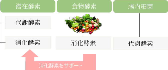 潜在酵素、食物繊維、腸内細菌の関係図