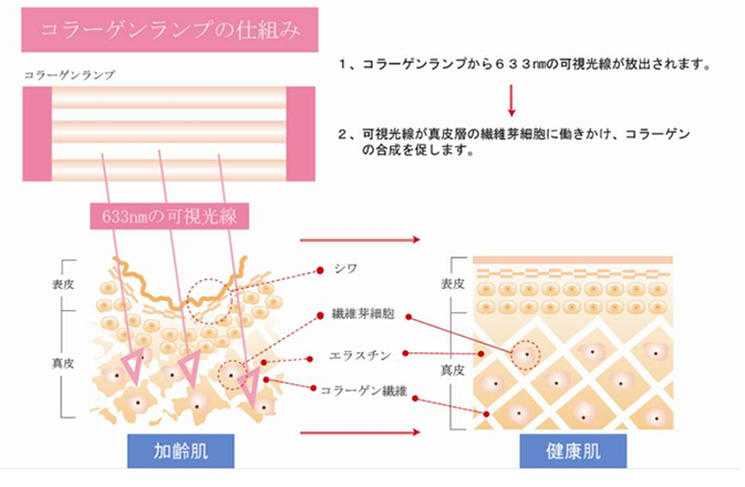 コラーゲンランプの仕組みを解説した図