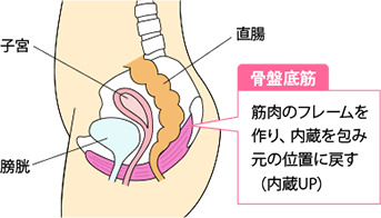 骨盤底筋の説明イラスト